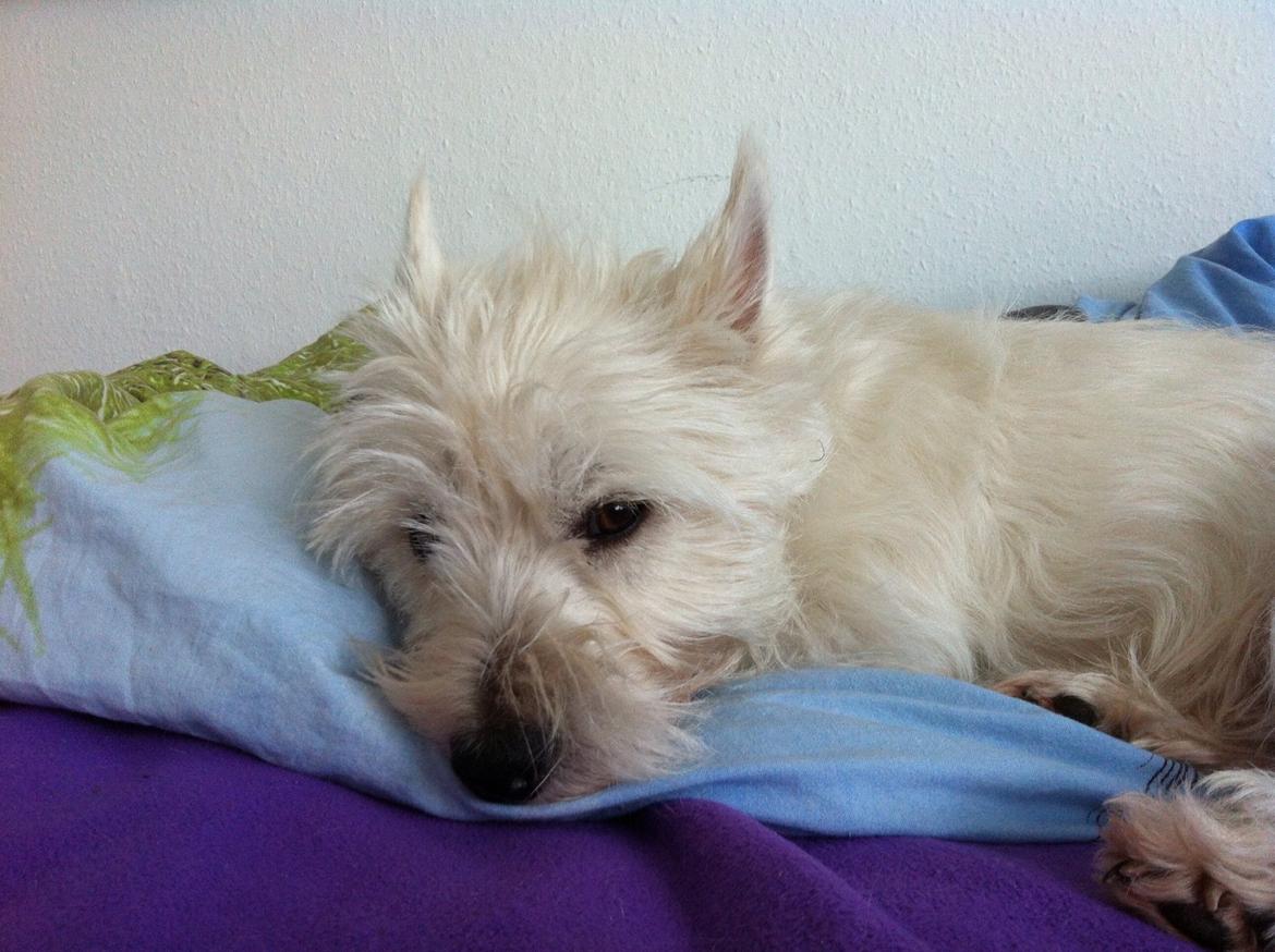 West highland white terrier Molly billede 24