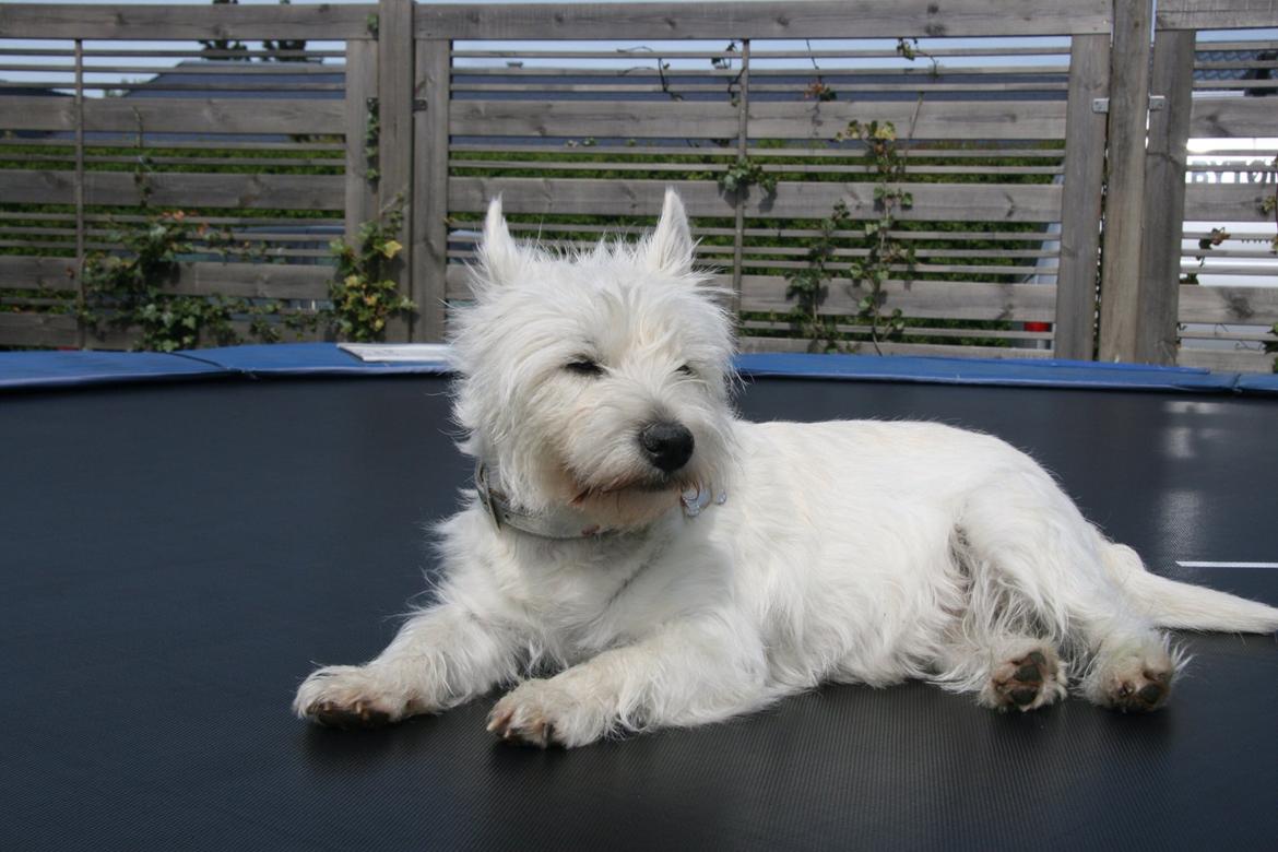 West highland white terrier Molly billede 25