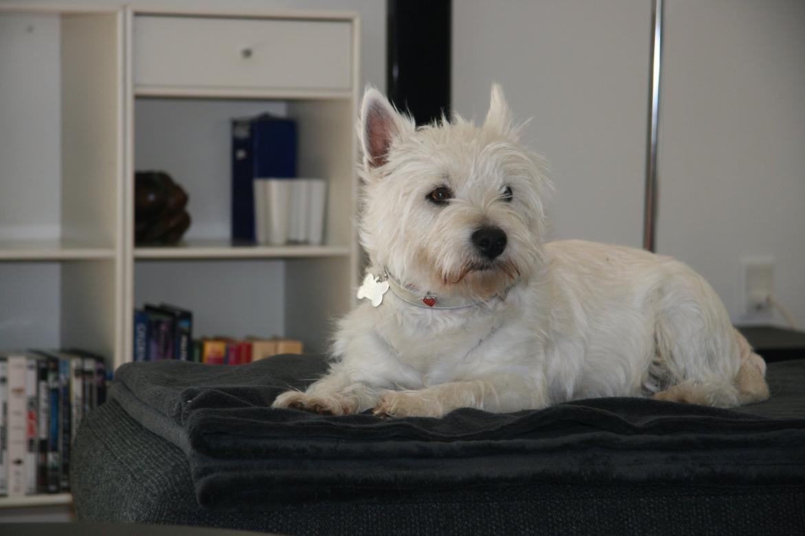 West highland white terrier Molly billede 26