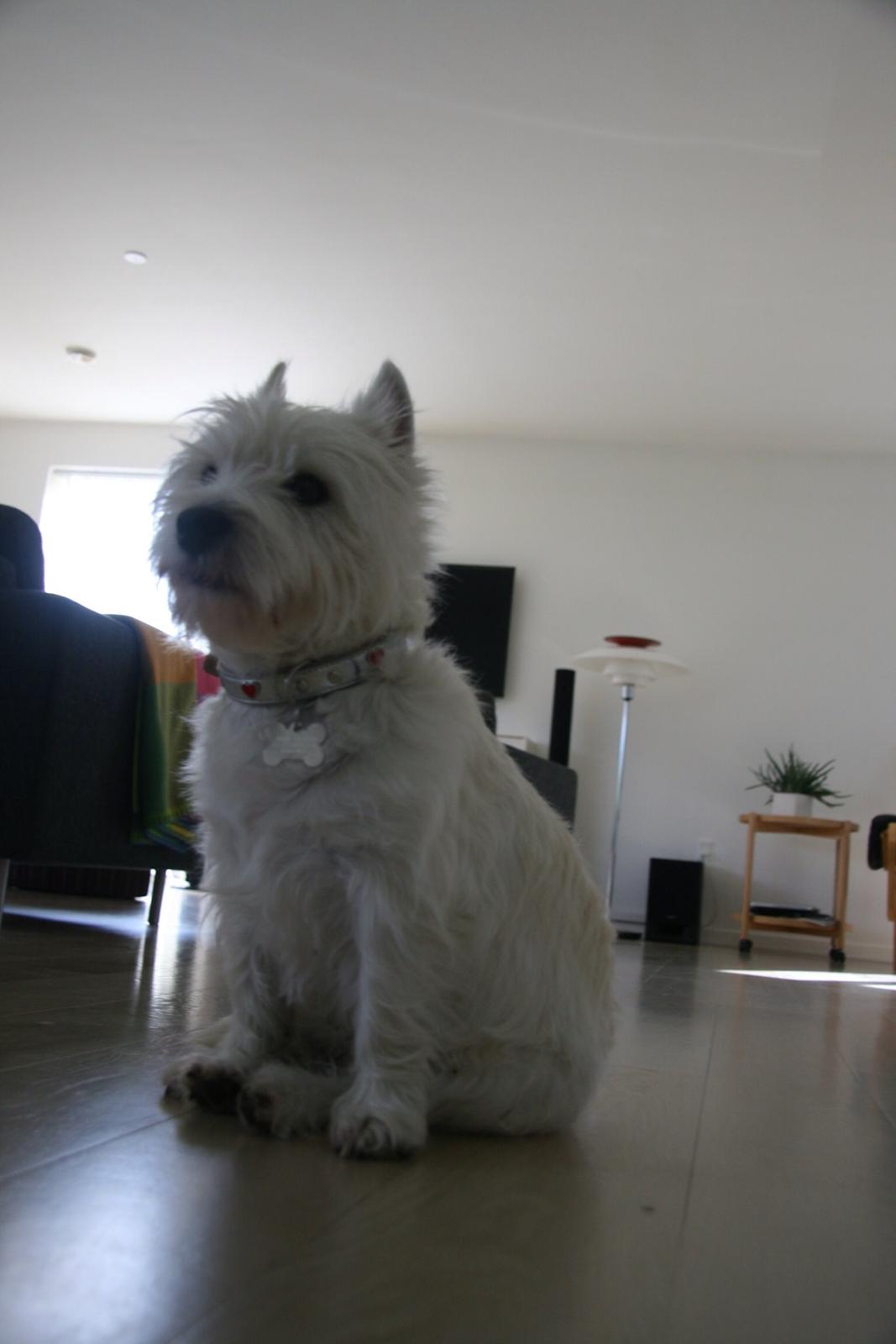 West highland white terrier Molly billede 27