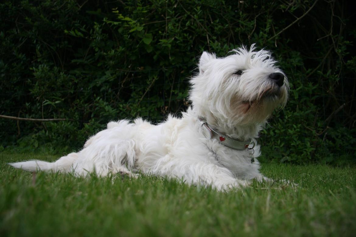 West highland white terrier Molly billede 28