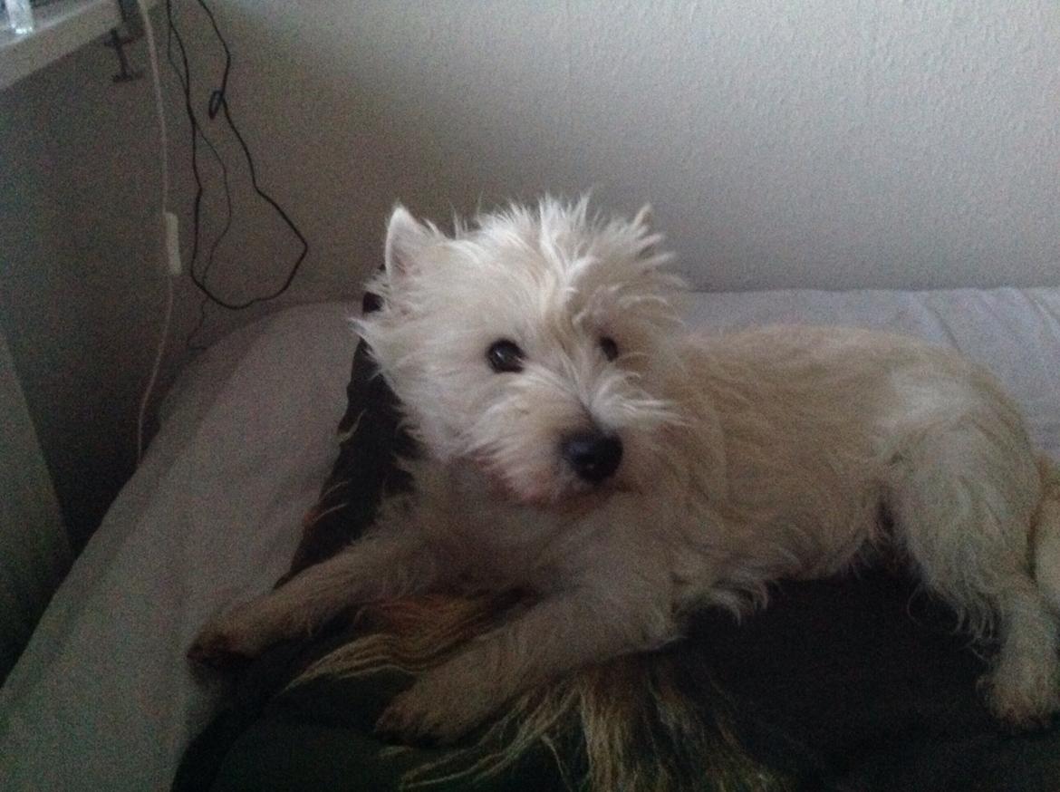 West highland white terrier Molly billede 29