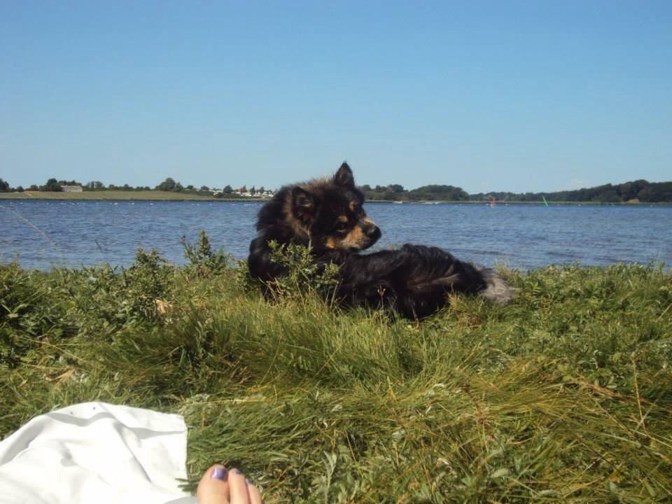 Finsk lapphund Black Tracks Votsi. billede 5