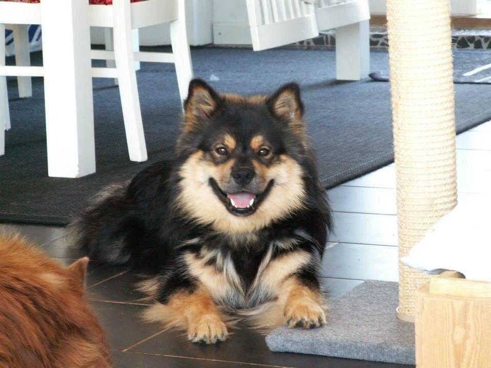 Finsk lapphund Black Tracks Votsi. billede 7