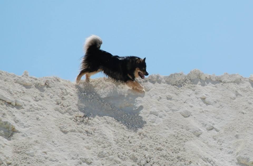 Finsk lapphund Black Tracks Votsi. billede 8