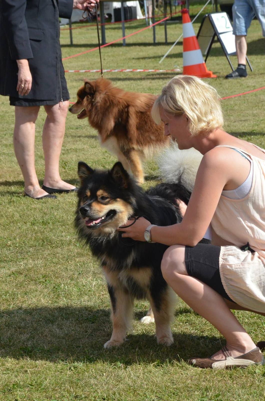 Finsk lapphund Black Tracks Votsi. billede 9