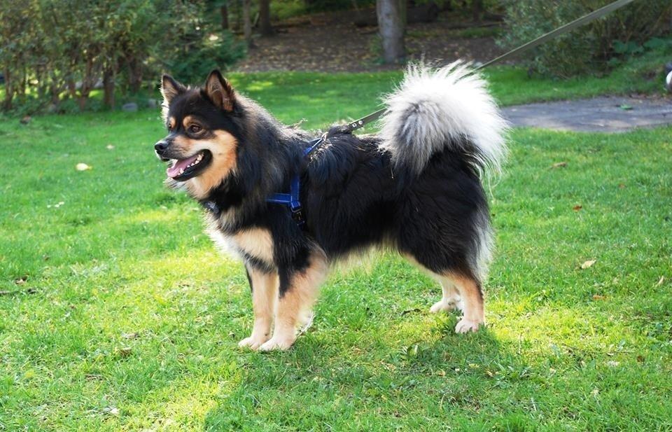 Finsk lapphund Black Tracks Votsi. billede 10