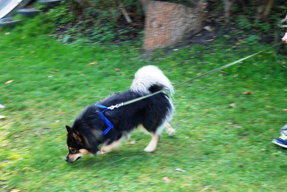 Finsk lapphund Black Tracks Votsi. billede 11