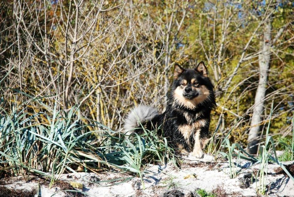 Finsk lapphund Black Tracks Votsi. billede 12