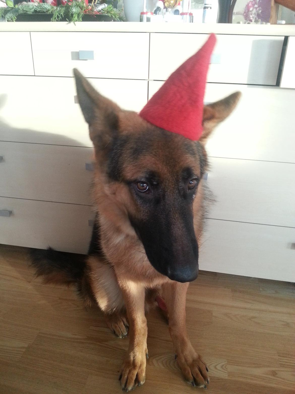 Schæferhund lucifer - god jul til alle billede 9