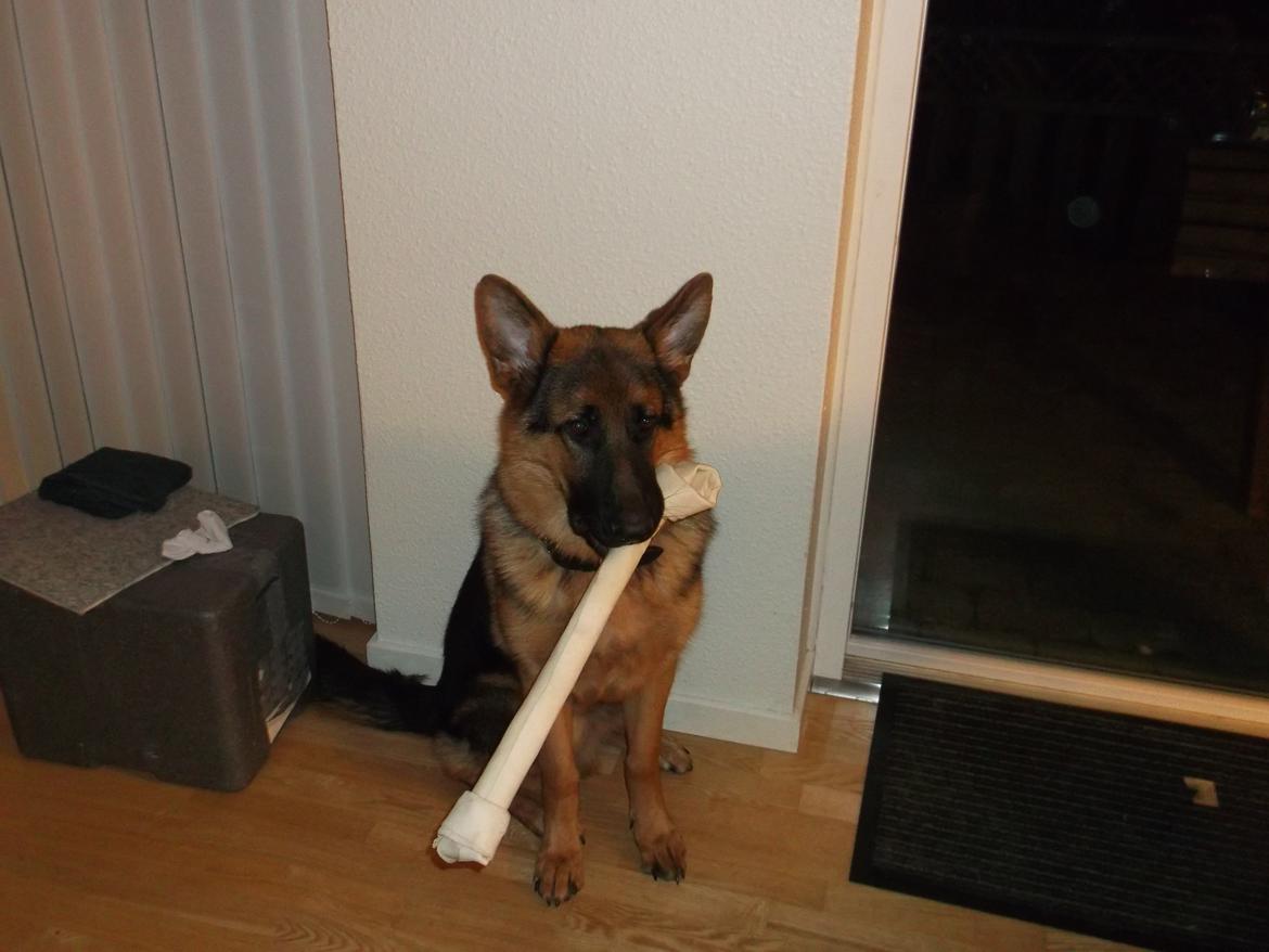 Schæferhund lucifer - nytårs kødben billede 10