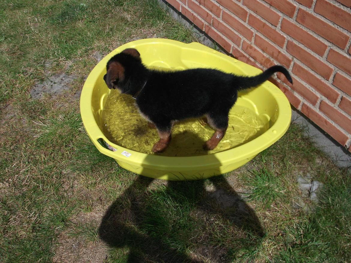 Schæferhund lucifer - schæfer kan vist godt lide vand billede 11