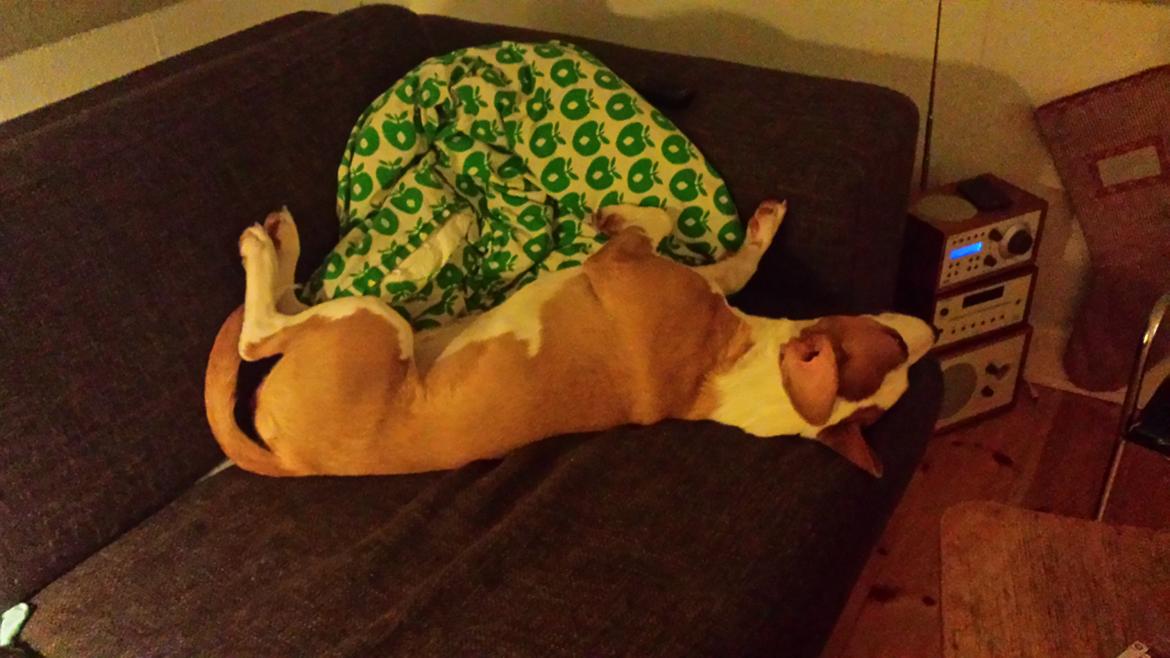 Blanding af racer Vega billede 33