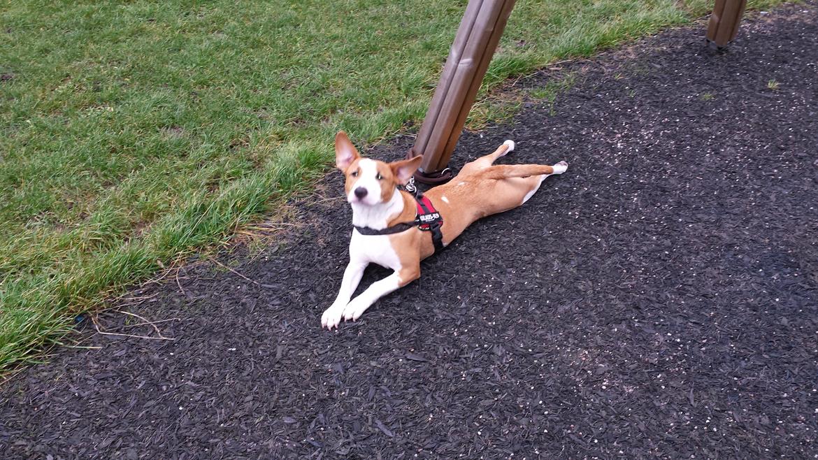 Blanding af racer Vega billede 34