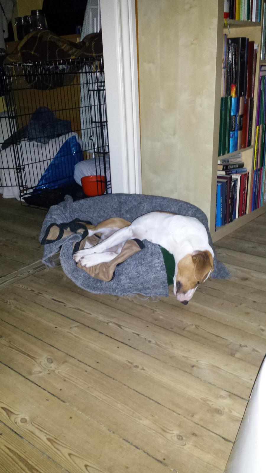 Blanding af racer Vega billede 35