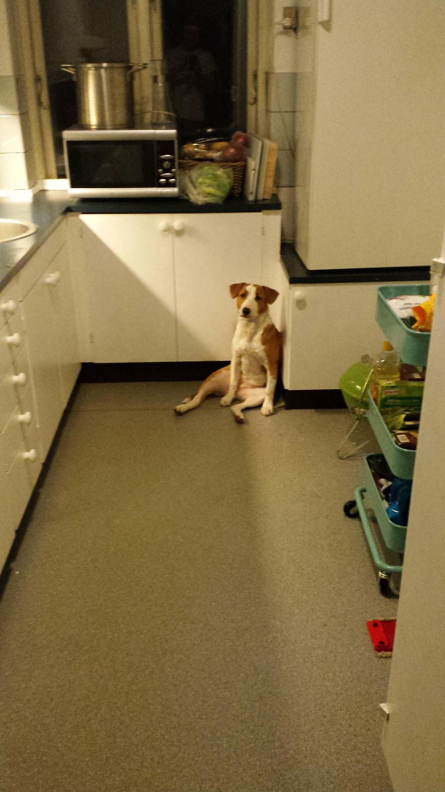 Blanding af racer Vega billede 36