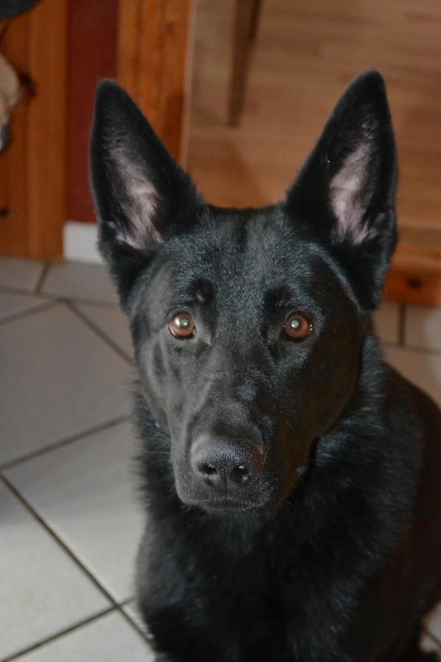 Schæferhund Amigo. - Smukkeste basse. billede 7