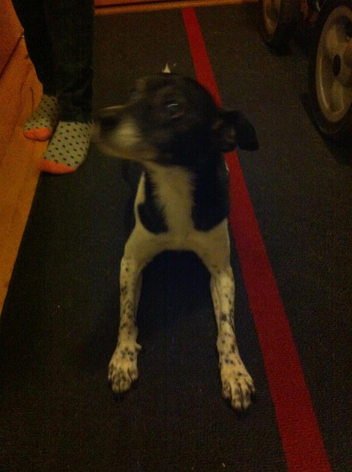 Dansk svensk gaardhund Tøsen - Min lille søde hund<3 billede 1