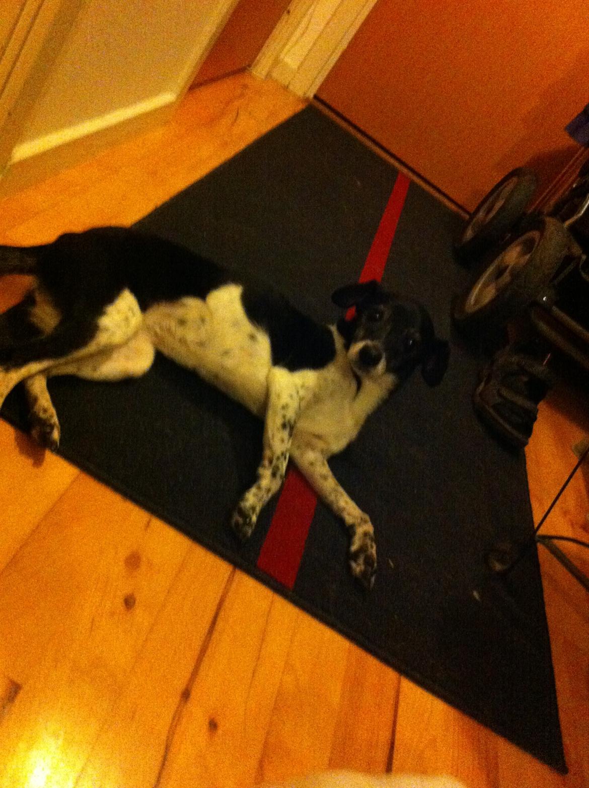 Dansk svensk gaardhund Tøsen - Tøsen<3<3 billede 2