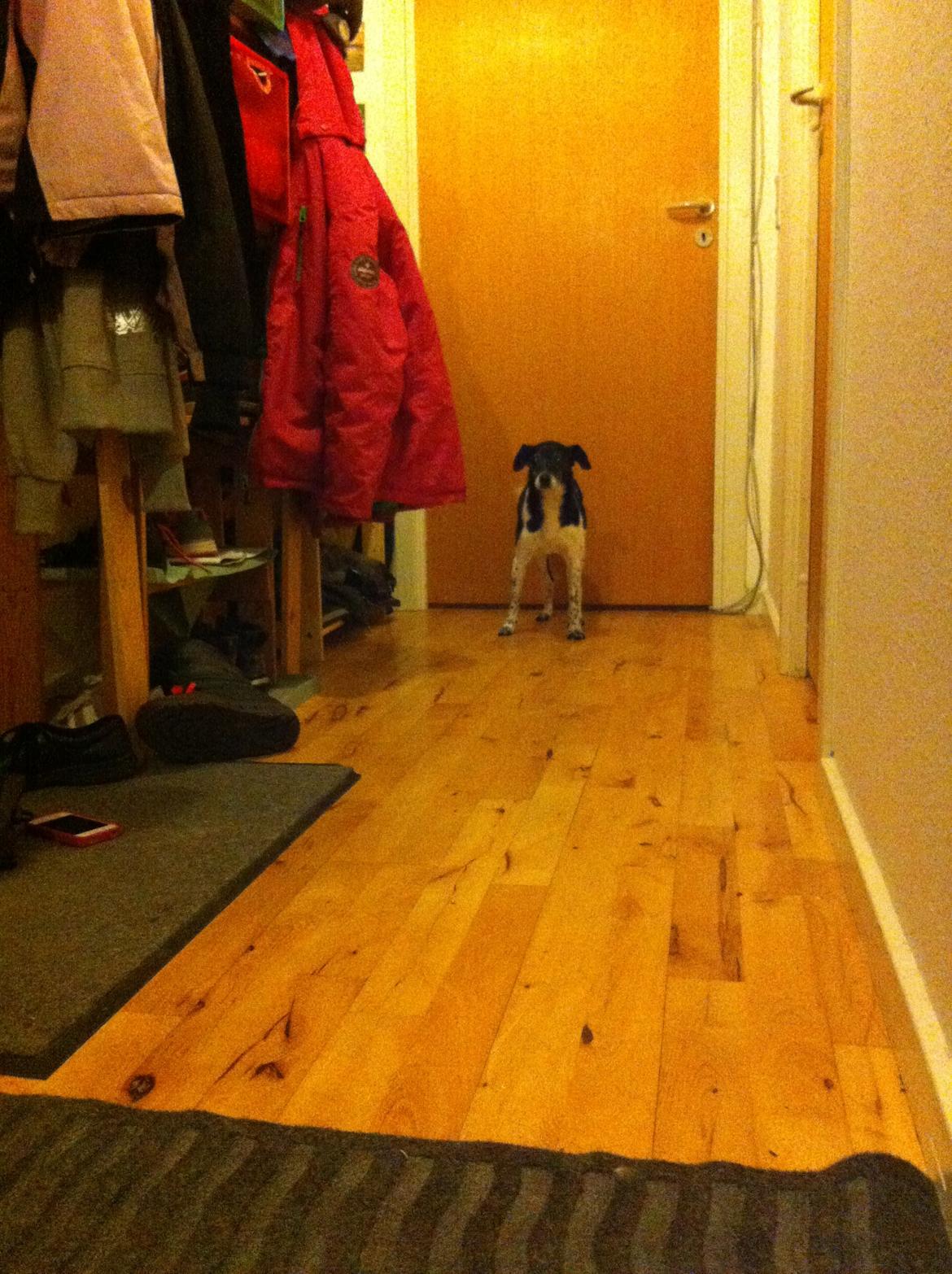 Dansk svensk gaardhund Tøsen - :-D billede 3