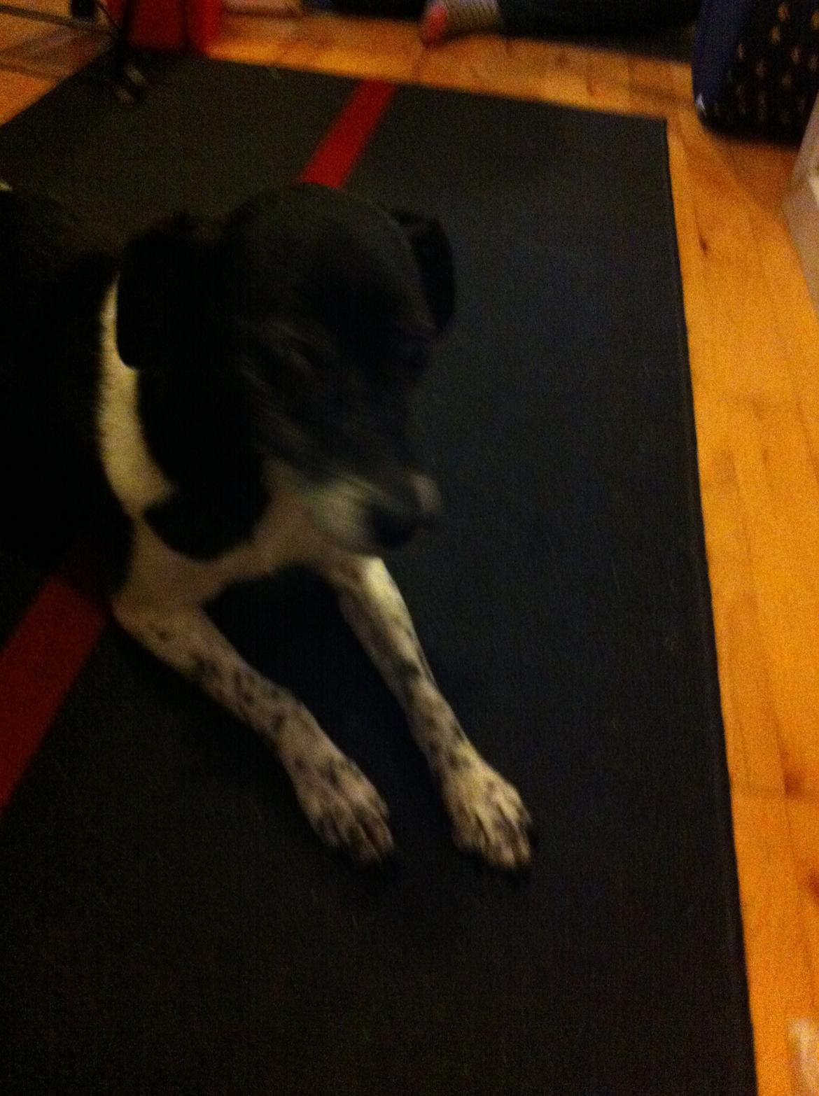 Dansk svensk gaardhund Tøsen - <3<3 billede 4