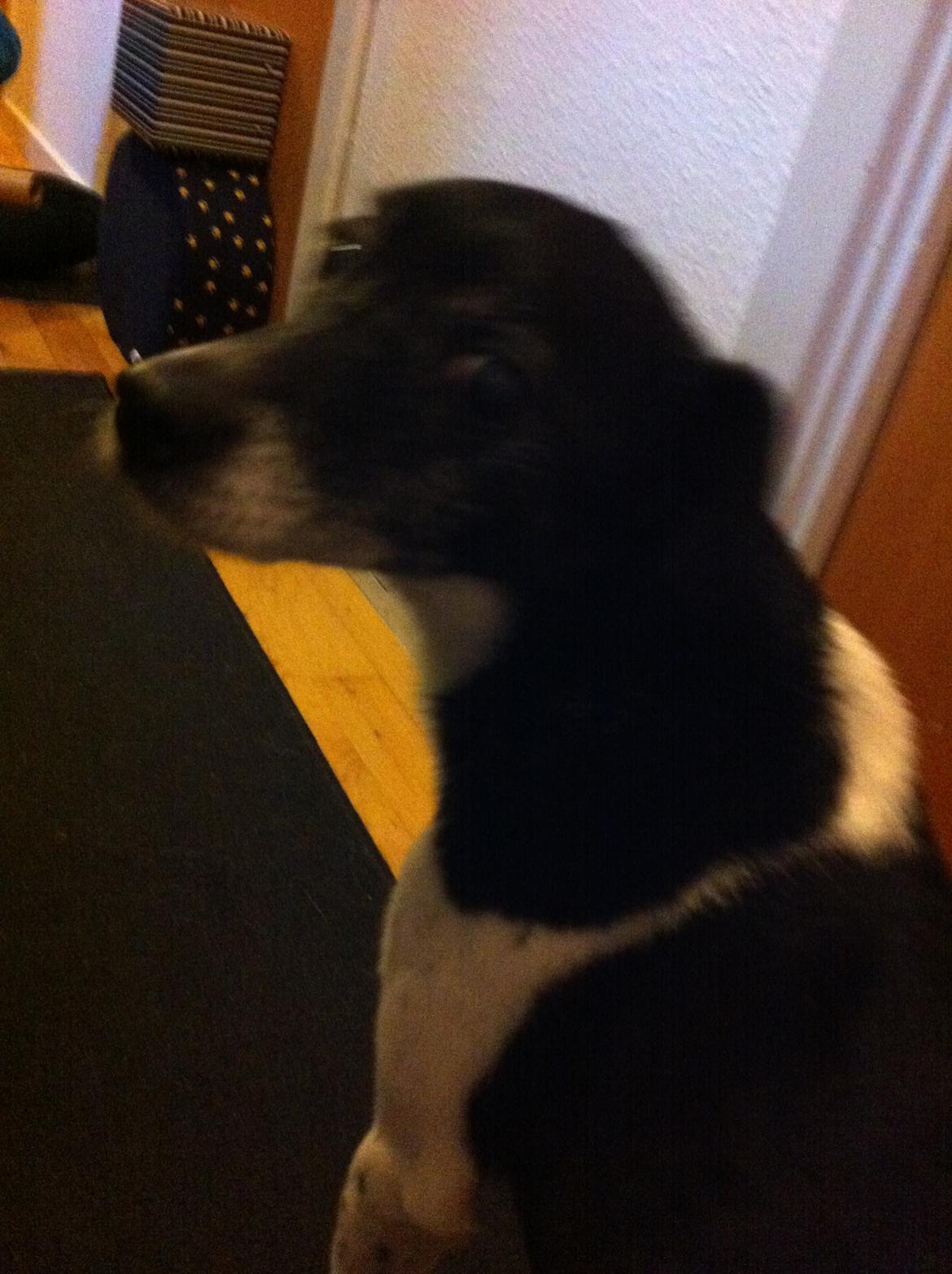 Dansk svensk gaardhund Tøsen - :-)<3(-: billede 5