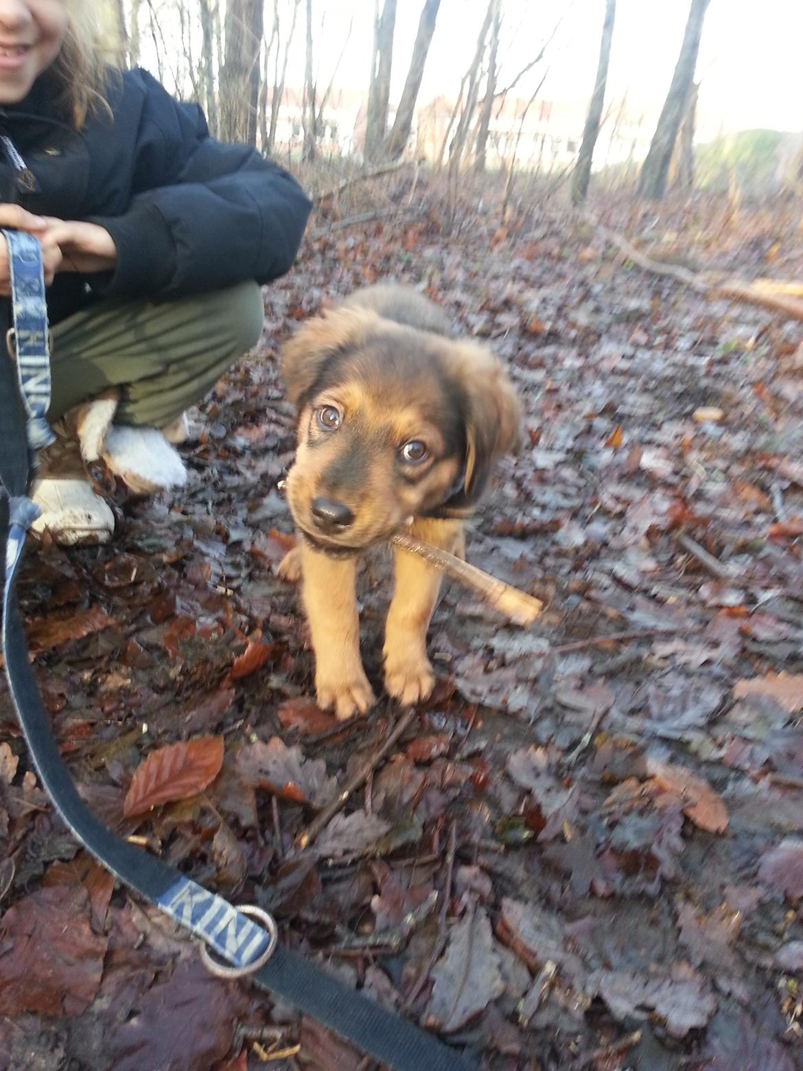 Blanding af racer Zako billede 1