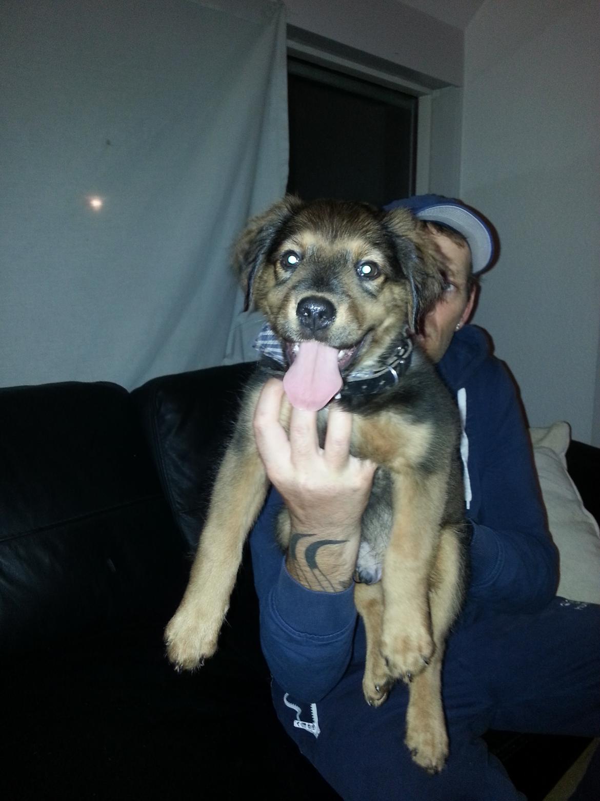 Blanding af racer Zako billede 2