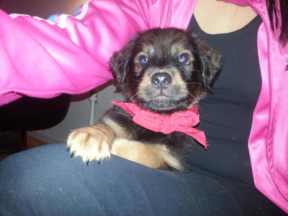 Blanding af racer Zako billede 3