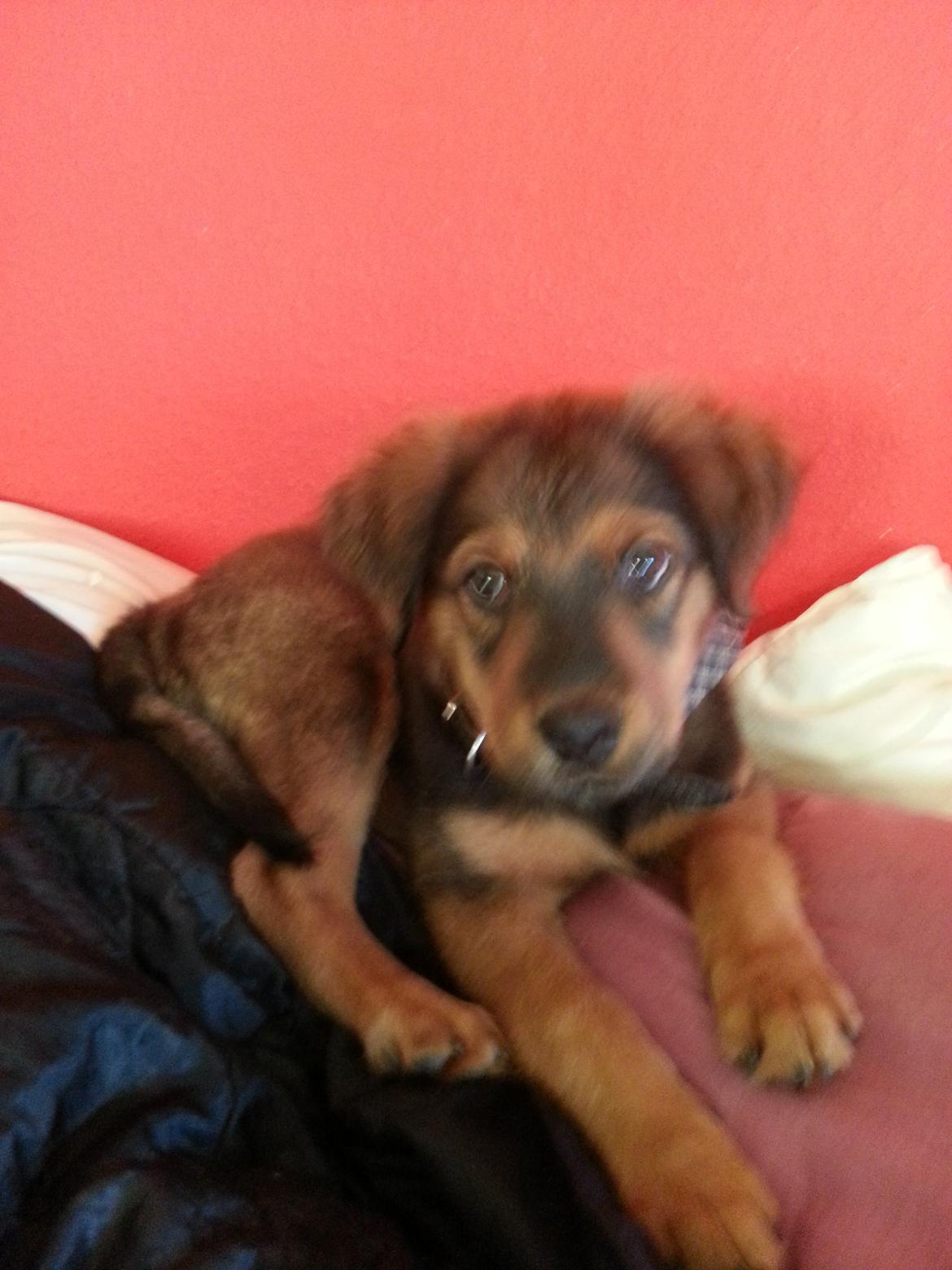 Blanding af racer Zako billede 4