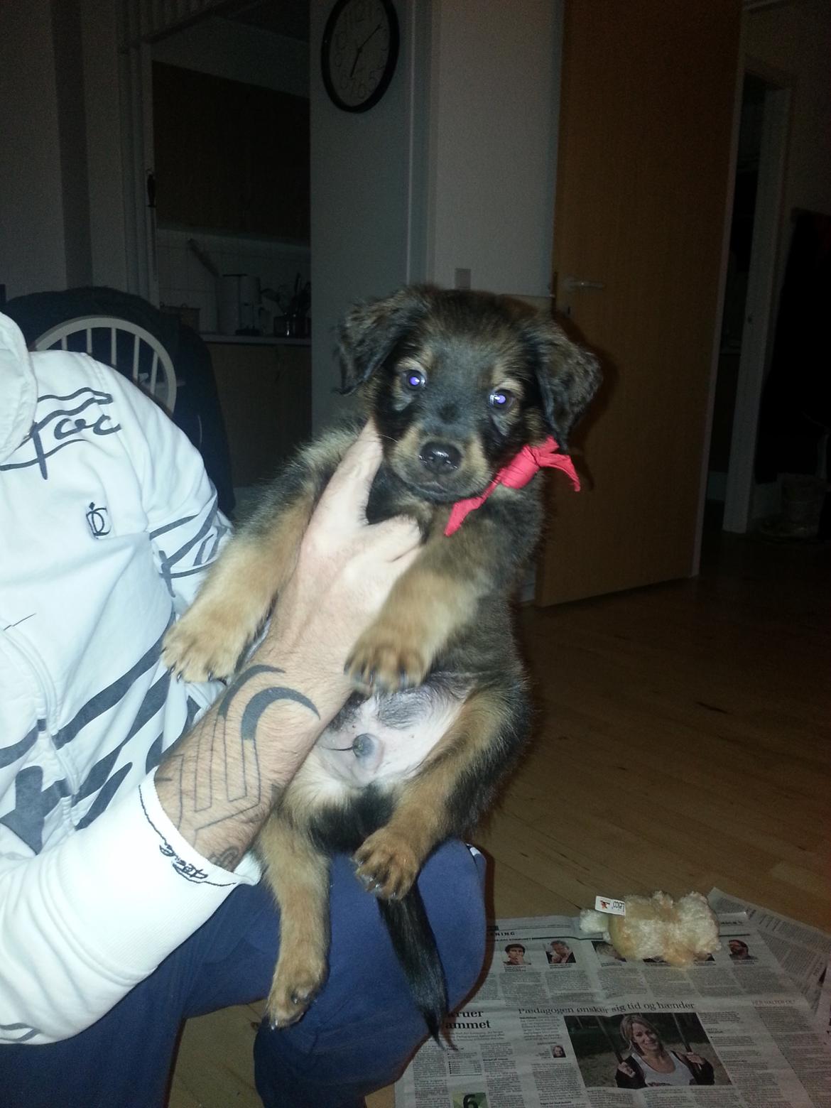 Blanding af racer Zako billede 5