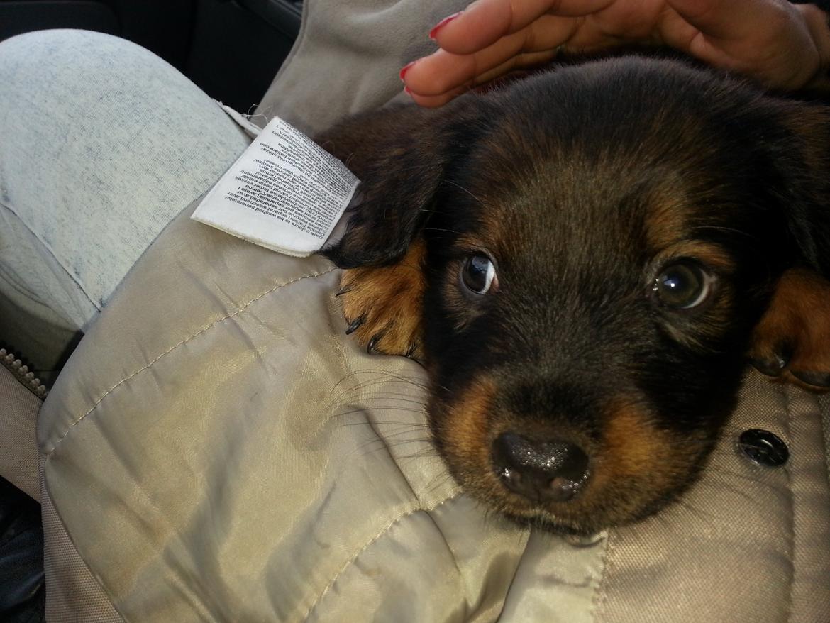 Blanding af racer Zako billede 6