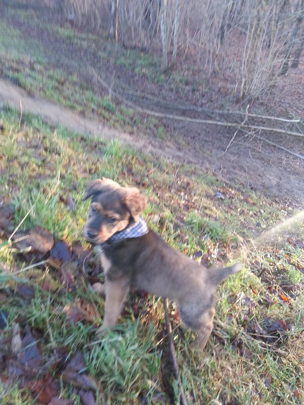 Blanding af racer Zako billede 7