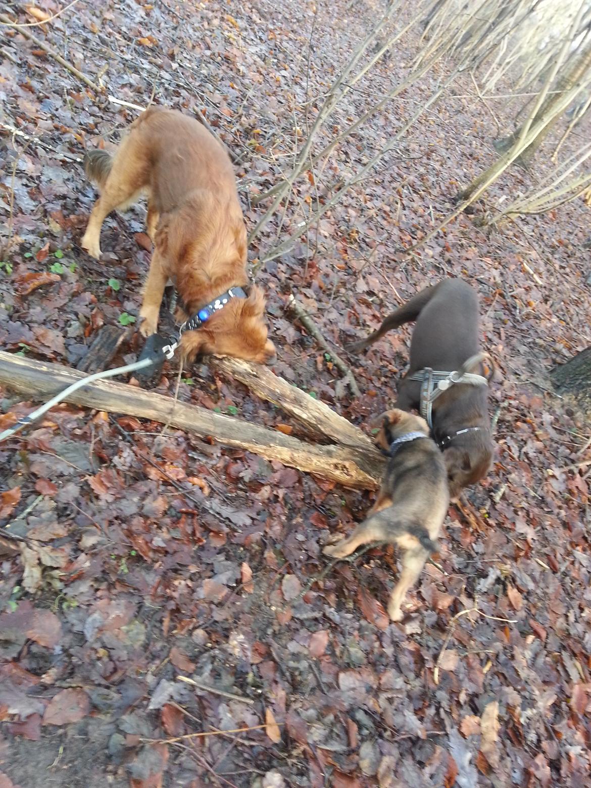 Blanding af racer Zako billede 8