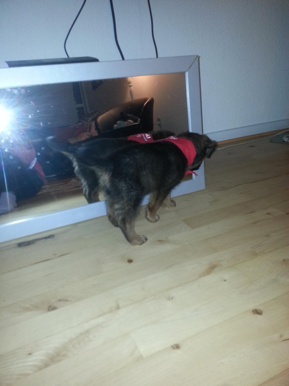 Blanding af racer Zako billede 9