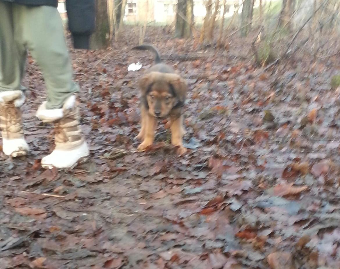 Blanding af racer Zako billede 10