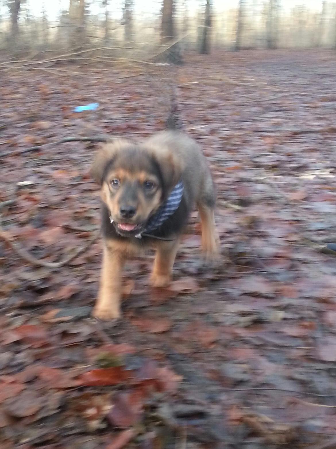 Blanding af racer Zako billede 11