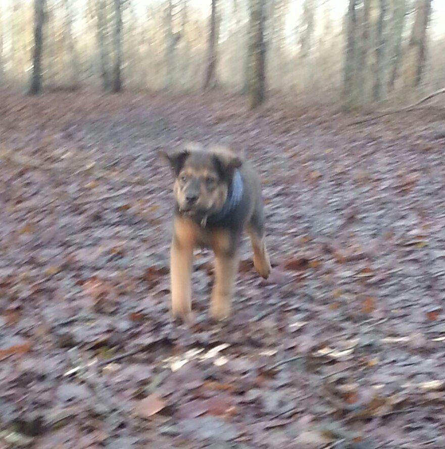 Blanding af racer Zako billede 12