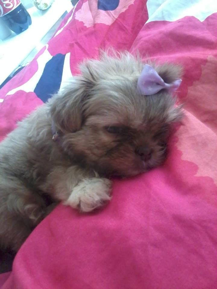 Shih tzu Molly billede 13