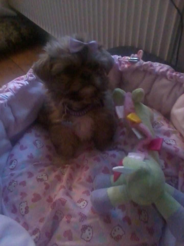 Shih tzu Molly billede 17