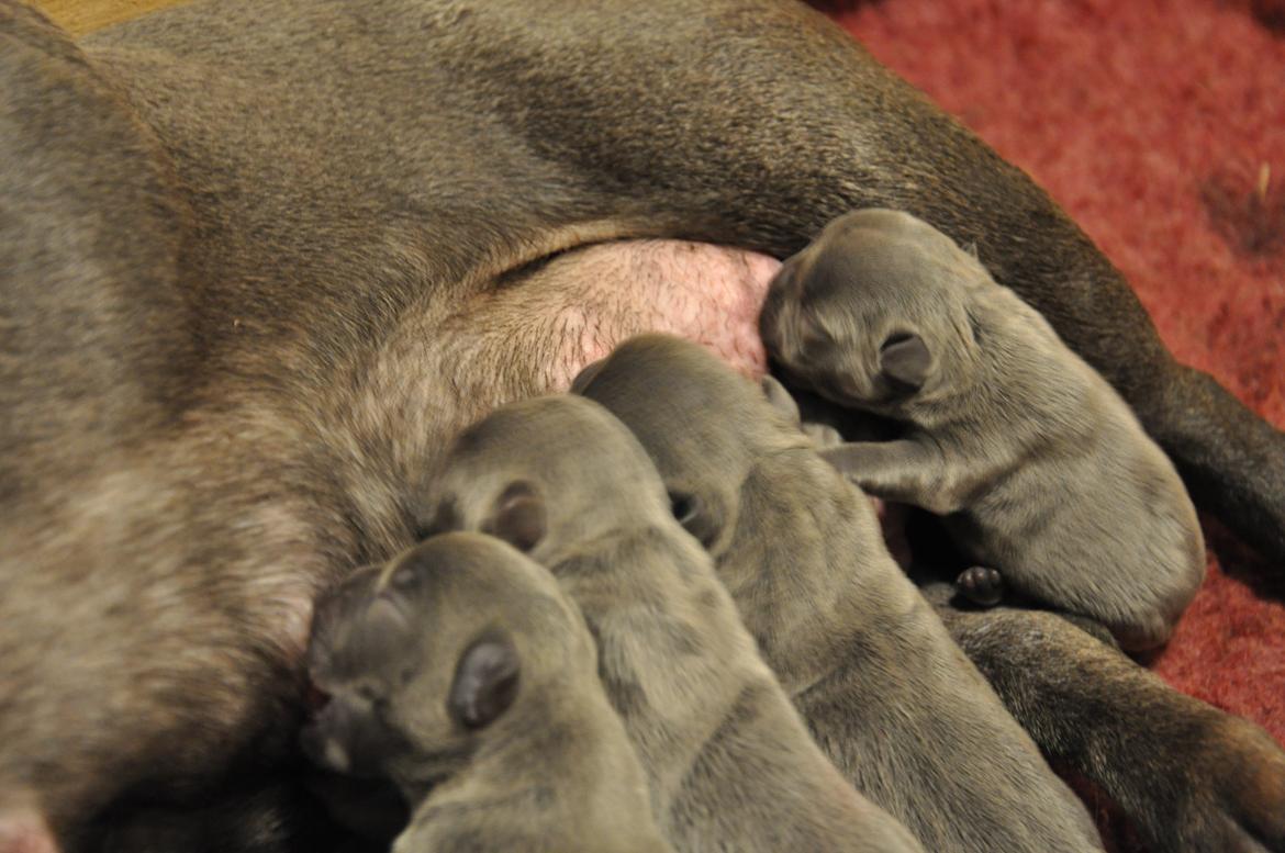 Fransk bulldog Blue Buffy billede 12