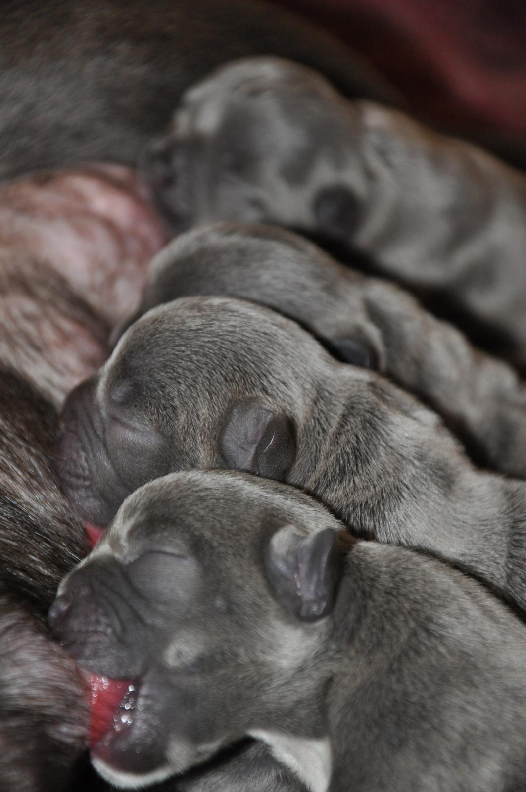 Fransk bulldog Blue Buffy billede 13