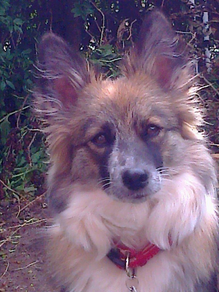 Blanding af racer Frida - Frida billede 7