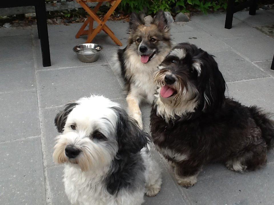 Blanding af racer Frida - Frida med vennerne. billede 11