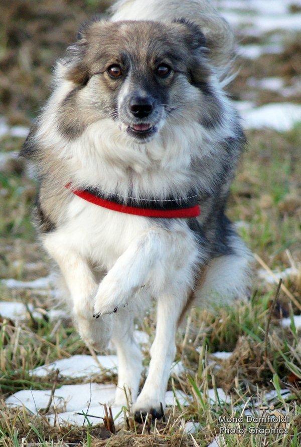 Blanding af racer Frida - Frida i Indkald billede 9