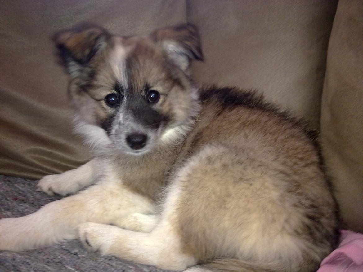 Blanding af racer Frida - Frida 12 uger billede 1