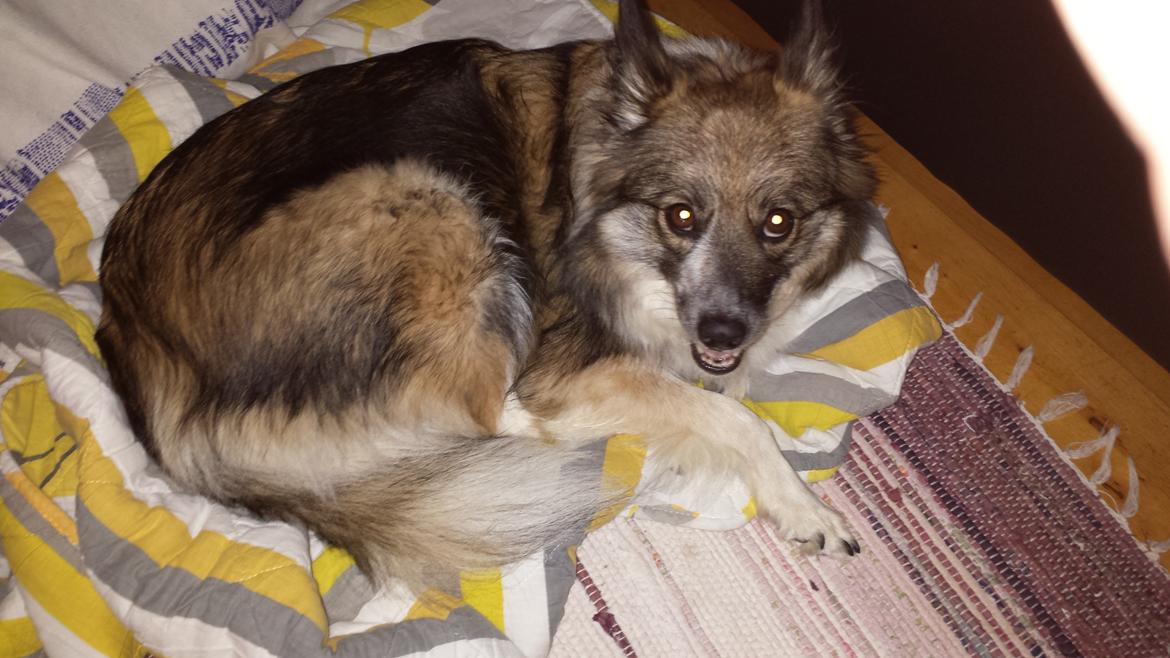 Blanding af racer Frida - Frida som nybagt mor billede 12