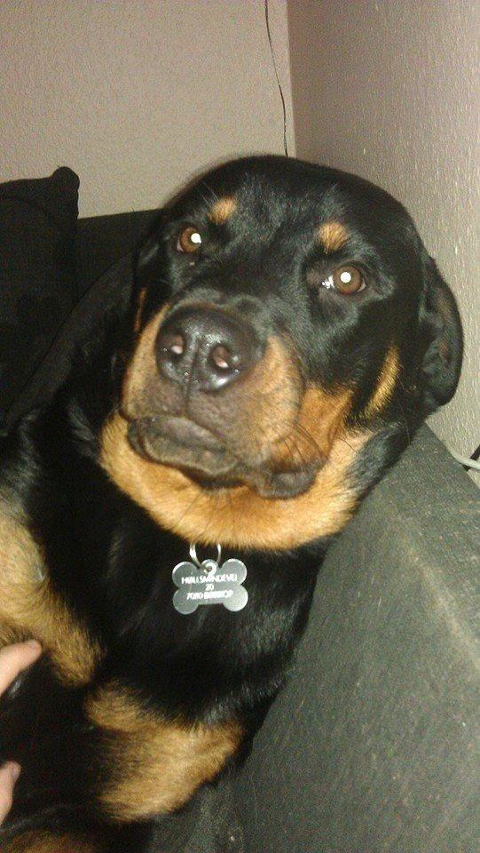 Rottweiler * Malou * billede 1