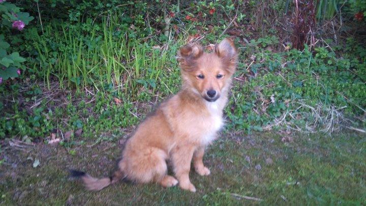 Blanding af racer Chester - Første billede vi tog hjemme i haven, Chester ca 3 mdr. billede 2