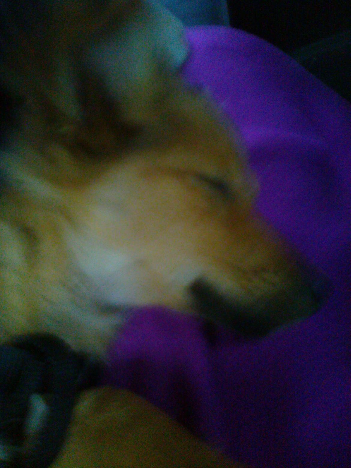 Blanding af racer Chester billede 3